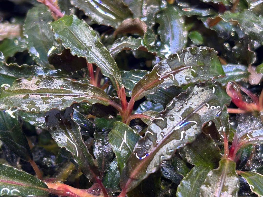 み*！様 【ID便】Bucephalandra sp. Kedagang 写真全
